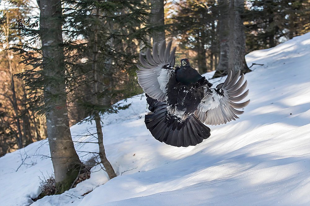GALLO CEDRONE IN VOLO.jpg